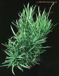 Image result for Asparagus falcatus