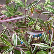 Image result for Oplismenus hirtellus