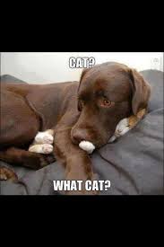 I Love Small Animals Funny Animal Memes Cute Animals Funny Animal Pictures