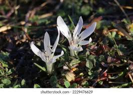 Image result for Colchicaceae