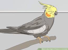 3 Ways To Spot Signs Of Illness In A Cockatiel Wikihow