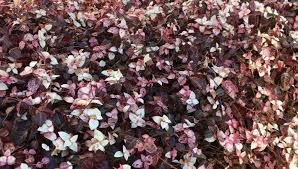 ハツユキカズラをピンク色に紅葉させるために心掛けたい3つのこと Lovegreen ラブグリーン
