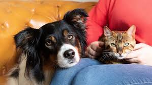 Other companies manufacture similar systems, but only pet stop is 100% usa made. Stop Dogs Chasing Cats Our Top Tips To Help Purina