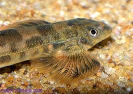 Image result for Aeschynomene nematopoda