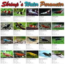 Water Parameters Needed For Shrimp Breeding Temperature Kh Ph Freshwater Aquarium Shrimp Shrimp Tank Shrimp