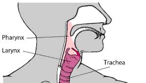 You may have heard the word melanoma tossed around a lot, but what other types of skin cancer are there? Quick Facts Laryngeal Cancer Msd Manual Consumer Version