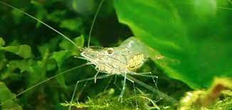 What to feed ghost shrimp? Ghost Shrimp Detailed Guide Care Diet And Breeding Shrimp And Snail Breeder
