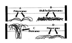 Check spelling or type a new query. Blackberry And Raspberry Culture For The Home Garden Oklahoma State University