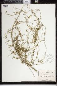 Image result for Cynanchum orangeanum