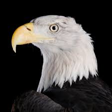 bald eagle national geographic