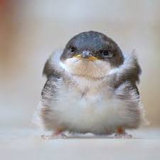 Birds With Human Arms Youtube Nope Birds Should Not Have Human Arms Animal Captions Cute Animals Funny Animals