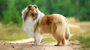 There are some exceptions though, including the relatively calm skye terrier, whose thick the majority of hound dogs have short coats, but those originating outside western europe and the united states sometimes have long hair. Fluffy Dog Breeds 34 Small Large And Giant Pups With Long Hair