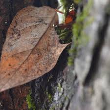 Leaves turning black on tree. Common Causes Of Tree Leaves Dying Or Turning Brown