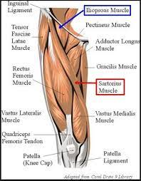 The peroneus longus muscle (also known as fibularis longus muscle) is one of the muscles of the lateral compartment of the leg. Pin On Muscle Stretches