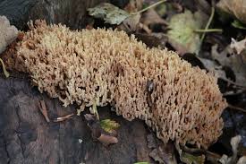 Image result for Ramaria stricta