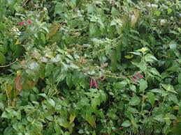 Image result for Odontonema callistachyum