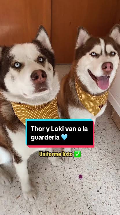 Los voy a extrañar mucho… aunque solo sean 4 horas ???????????????? #perros  #perritosgraciosos #comedia #comediacanina