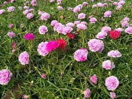 Tentang bibit bunga bibitbunga.com, situs penyedia segala kebutuhan berkebun dan pertanian di indonesia. Jual Tanaman Hias Gantung Sby Sutra Bombay Bunga Kecil Di Lapak Dunia Tanaman Bukalapak