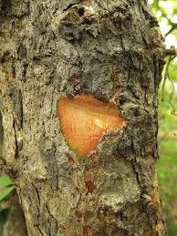 Image result for Flacourtia