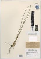 Image result for Fimbristylis madagascariensis