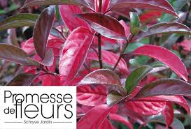 Viburnum Le Bois Marquis Arbuste Arbustes De Jardin Promesses De Fleurs
