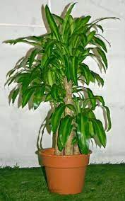 A Z List Of Houseplants That Are Poisonous To Your Cats Large Indoor Plants Corn Plant Toxic Plants For Cats