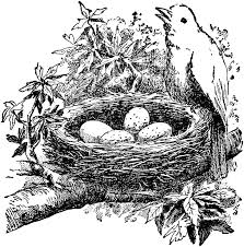 Bird Cartoon Pictures Black And White Clip Art Birds Nest Cartoon Bird Nest Clip Art Drawings Bird Line Drawing Bird Sketch