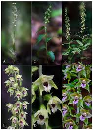 Image result for Epipactis africana