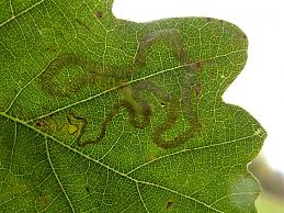 Image result for Stigmella basiguttella