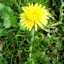 Löwenzahn classics 005 peter sucht nach einer geschichte. Lowenzahn Taraxacum Officinale