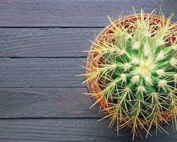 What causes a cactus to die? How To Grow Golden Barrel Cactus
