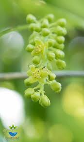 Image result for Tinospora fragosa