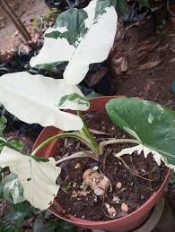 Image result for Christella gueinziana