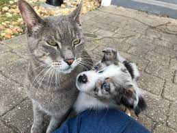 For puppies, catnaps have gone to the dogs, because young dogs need 18 to 20 hours of sleep per day to rest their developing brains. If Your 10 Week Old Puppy Sleeps Through The Night On Her Own Should You Let Her Puppy101