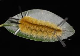 Ask Sam: Why Are All These Caterpillars Just Dangling in the Woods? | New  Hampshire Public Radio
