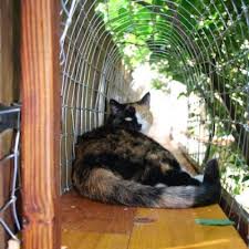 Hidden fence diy cat fencing is able to secure a property anything from a simple doorway to 2 full acres. Easy Diy Cat Enclosure To Keep Your Indoor Cats Happy And Safe