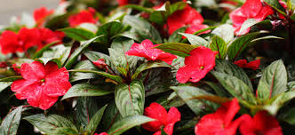 Image result for Impatiens burtonii