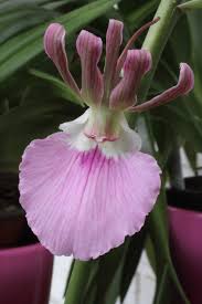 Image result for Eulophia guineensis