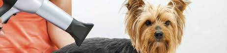 Cerca de usted en peru para obtener los mejores paseadores de perros precios. Las 10 Mejores Peluquerias Caninas En Prosperidad Madrid Cronoshare