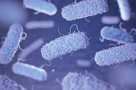 But a few strains, such as e. Highlighting The Long Term Health Consequences Of E Coli O157 Fieldfisher