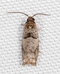 Image result for Rothmannia macrosiphon