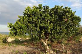 Image result for Brexia