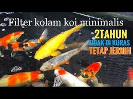 Tips Filter Kolam Koi Dan Membuat Arus Plus Supply Oksigen Kolam Dengan Eductor Ejector Atau Ventury Youtube Kolam Kolam Ikan Filter