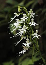 Image result for Habenaria indiana