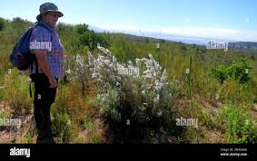 Image result for Eriocephalus racemosus