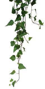 Hanging Vines Ivy Plants Plants Leaves