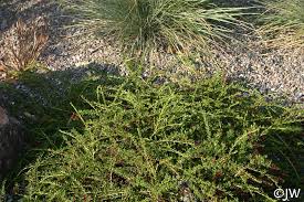 Image result for Chascanum adenostachyum