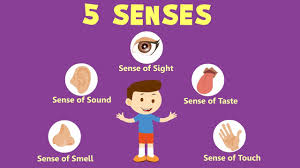 Human Sense Organs Learn About Five Senses Senses Preschool Senses Activities Senses