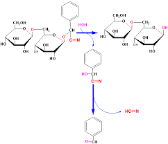 Find all the information about amygdalin for cell signaling research. Organic Chemistry Reaction Student Doctor Network