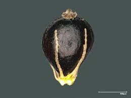 Image result for Eleocharis caduca